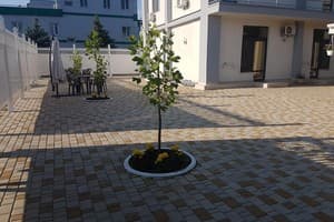 Александрия 5