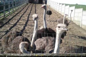 Наша оселя 12